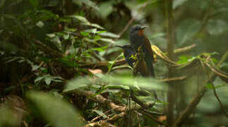 Blue-moustached Bee-eater