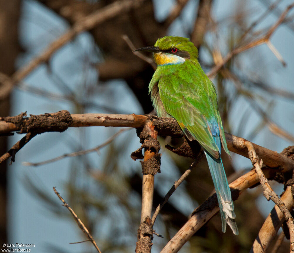 Swallow-tailed Bee-eater