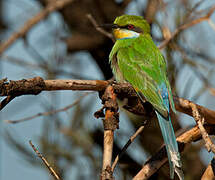 Swallow-tailed Bee-eater