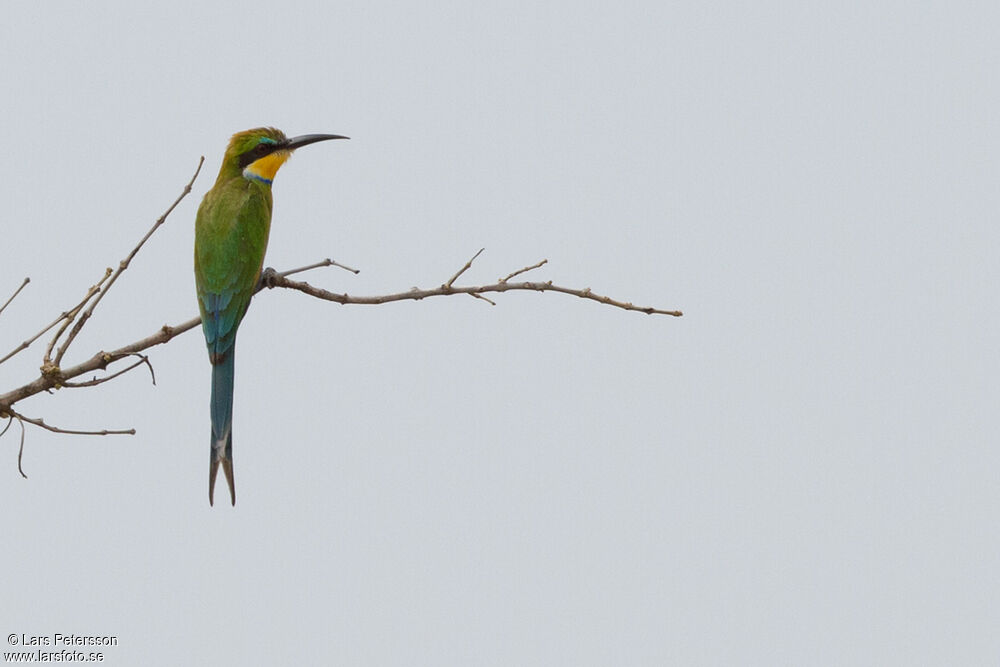 Swallow-tailed Bee-eater