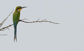 Swallow-tailed Bee-eater