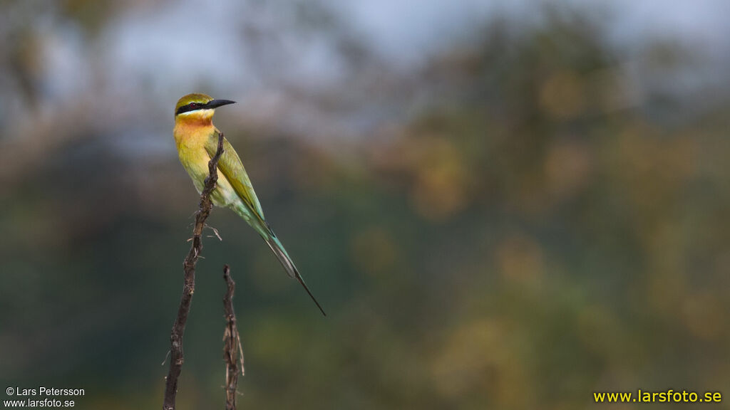 Blue-tailed Bee-eater