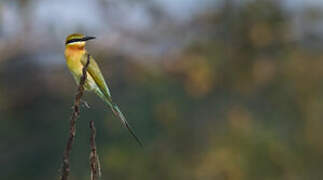 Blue-tailed Bee-eater