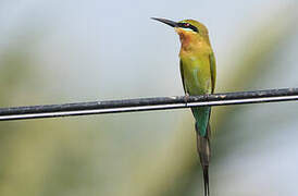 Blue-tailed Bee-eater