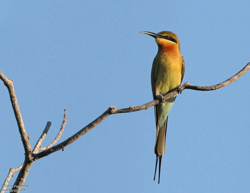 Blue-tailed Bee-eater