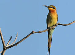 Blue-tailed Bee-eater