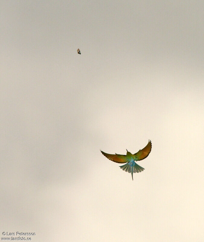 Blue-tailed Bee-eater