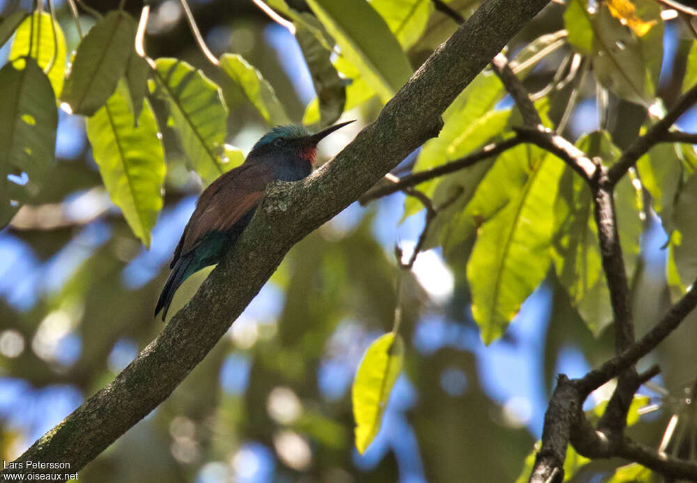 Guêpier à tête bleue, habitat, camouflage, pigmentation