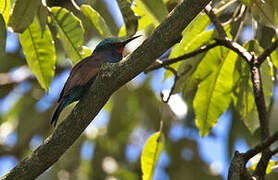 Guêpier à tête bleue