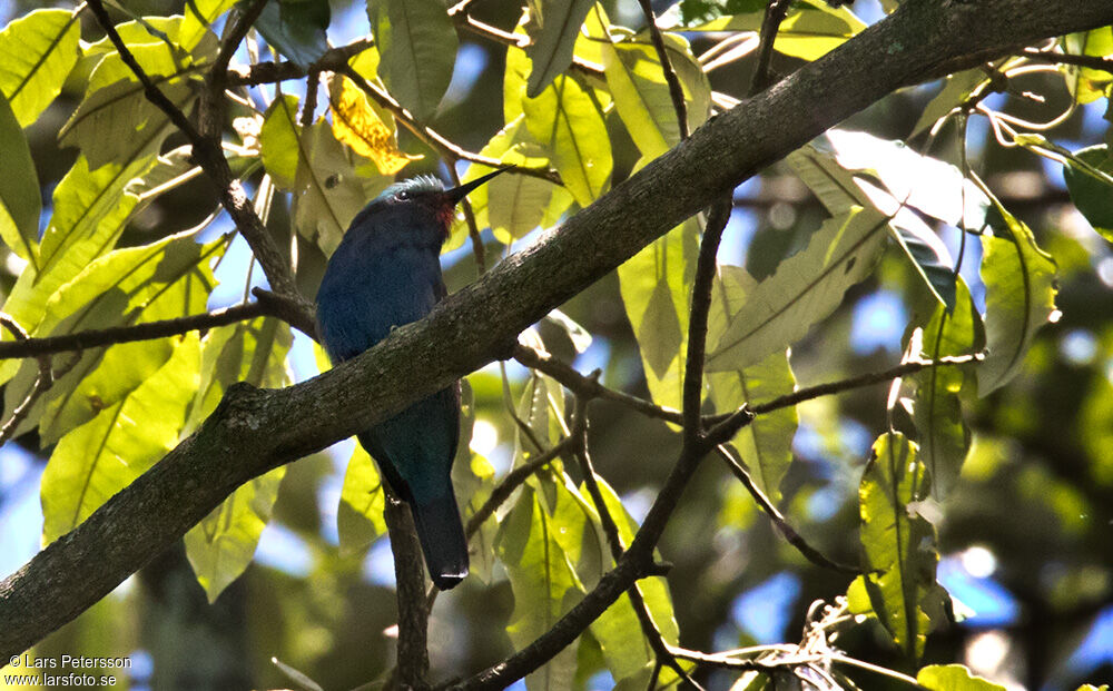 Guêpier à tête bleue