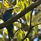 Guêpier à tête bleue