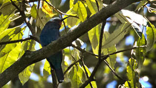 Guêpier à tête bleue