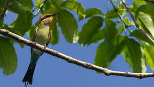 Rainbow Bee-eater