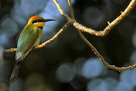 Rainbow Bee-eater