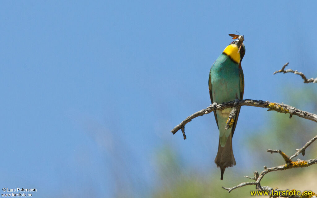 European Bee-eater