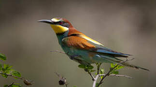 European Bee-eater