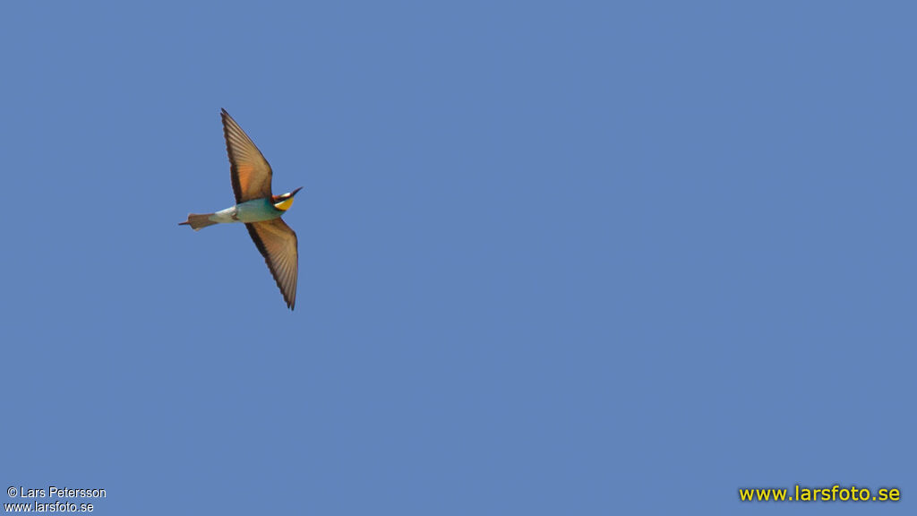 European Bee-eater