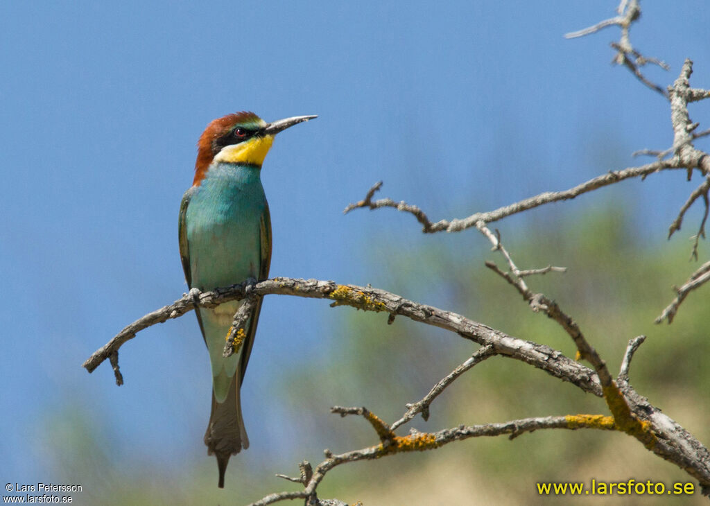 European Bee-eater