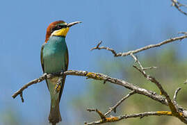 European Bee-eater