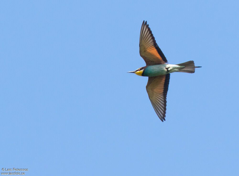 European Bee-eater