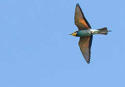 European Bee-eater