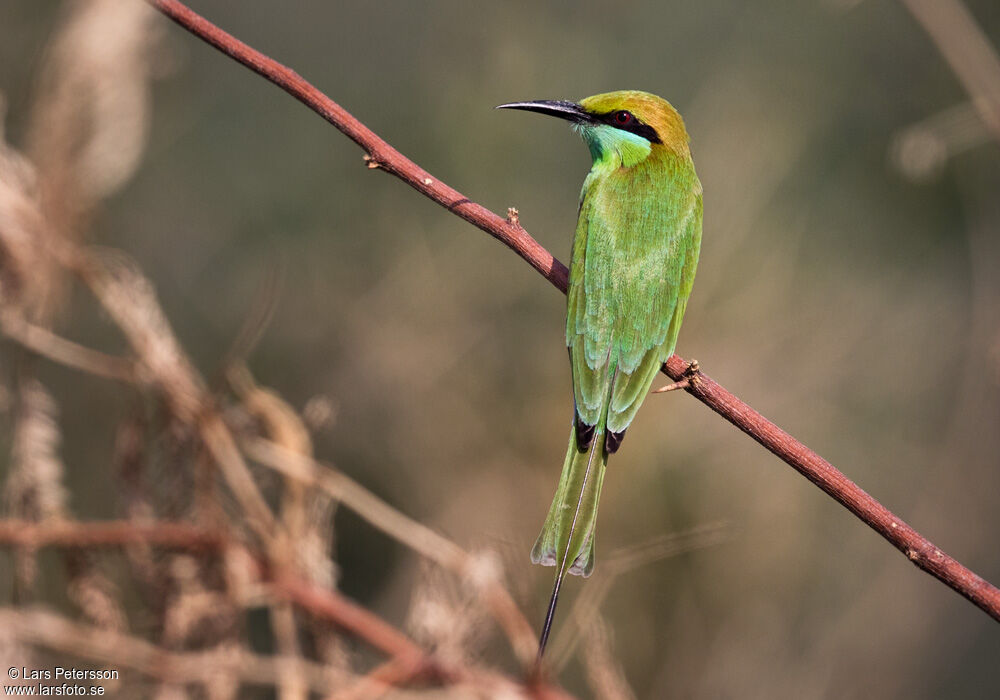 Green Bee-eater