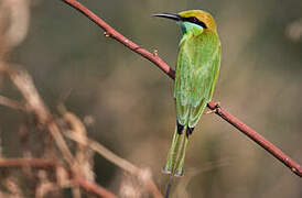 Asian Green Bee-eater