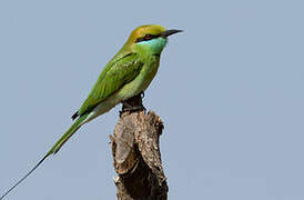 Green Bee-eater