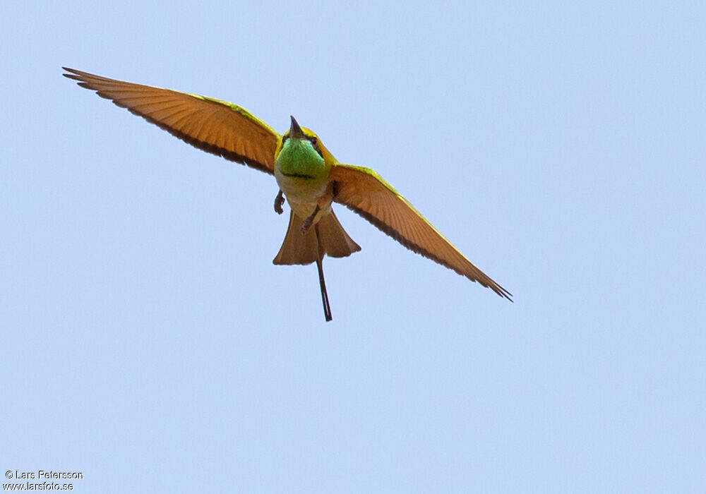 Asian Green Bee-eater