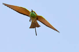 Green Bee-eater