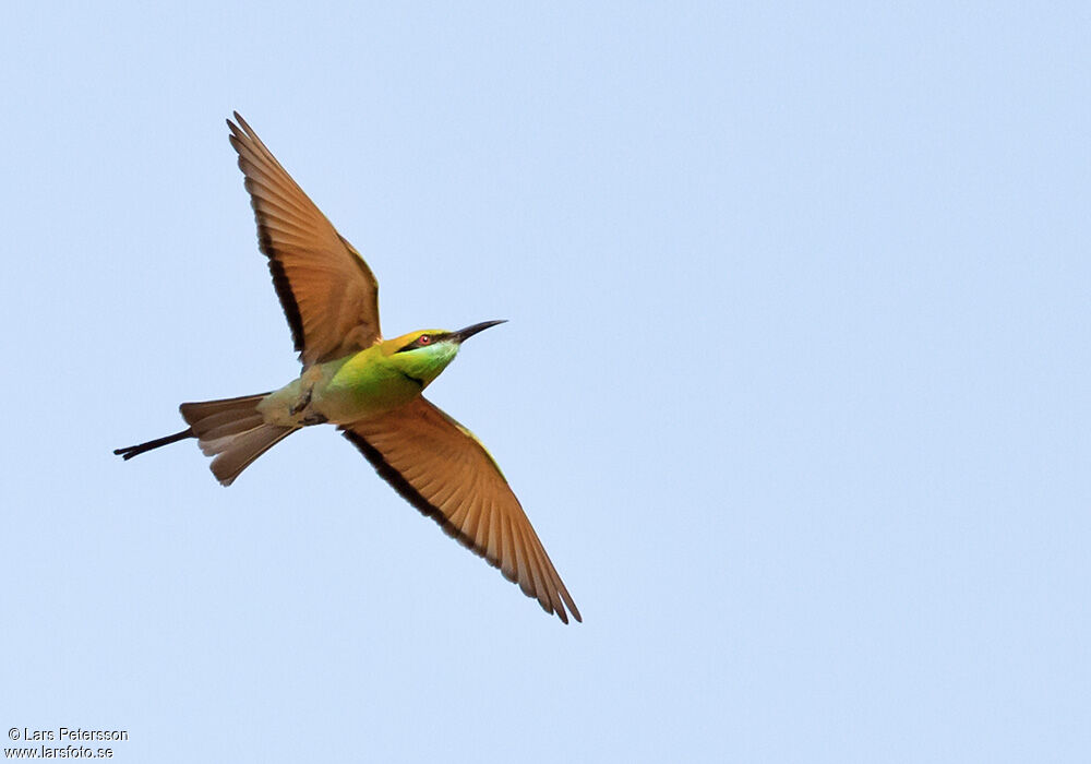 Green Bee-eater