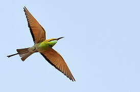 Green Bee-eater