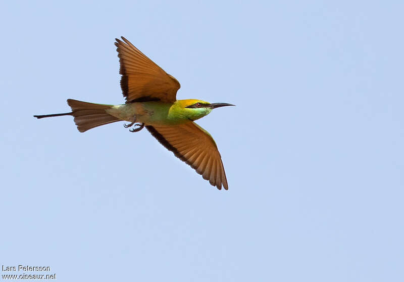 Green Bee-eateradult, Flight