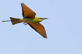 Asian Green Bee-eater