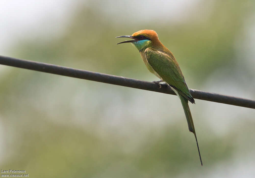 Guêpier d'Orientadulte, identification