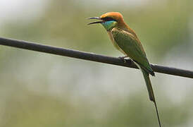 Green Bee-eater