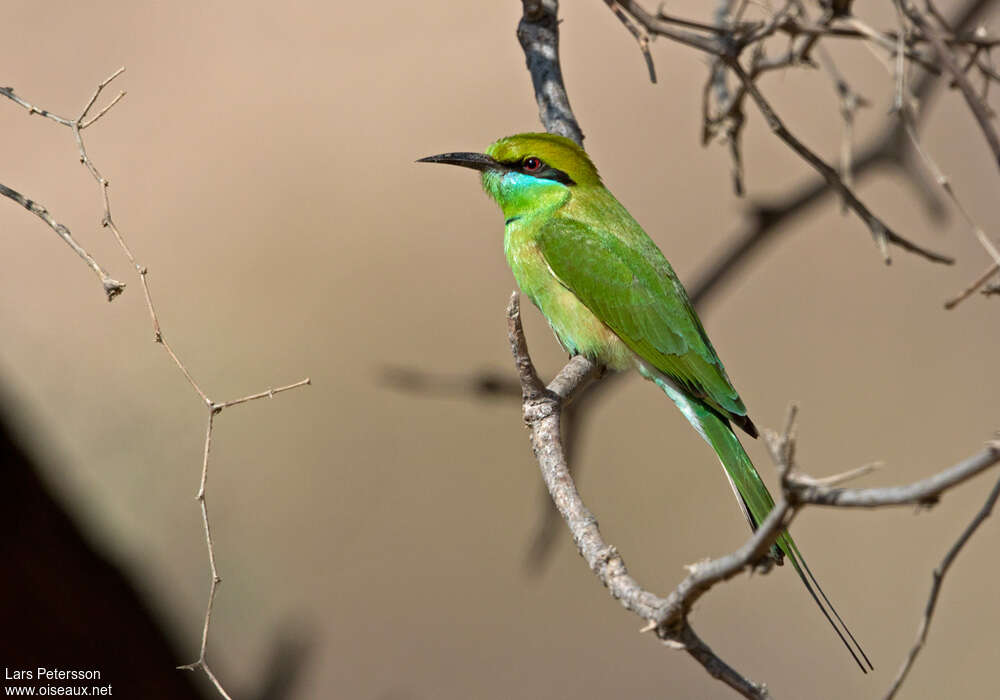 Green Bee-eater