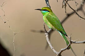 Asian Green Bee-eater