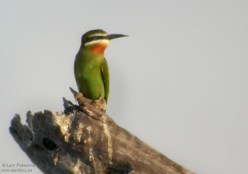 Guêpier de Madagascar