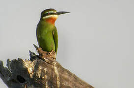 Olive Bee-eater