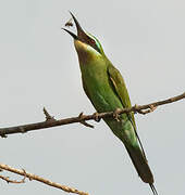 Blue-cheeked Bee-eater