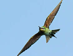 Blue-cheeked Bee-eater