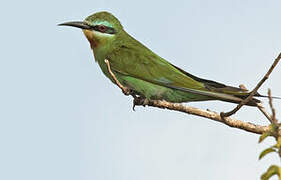 Blue-cheeked Bee-eater