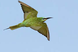 Blue-cheeked Bee-eater