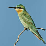 Blue-cheeked Bee-eater