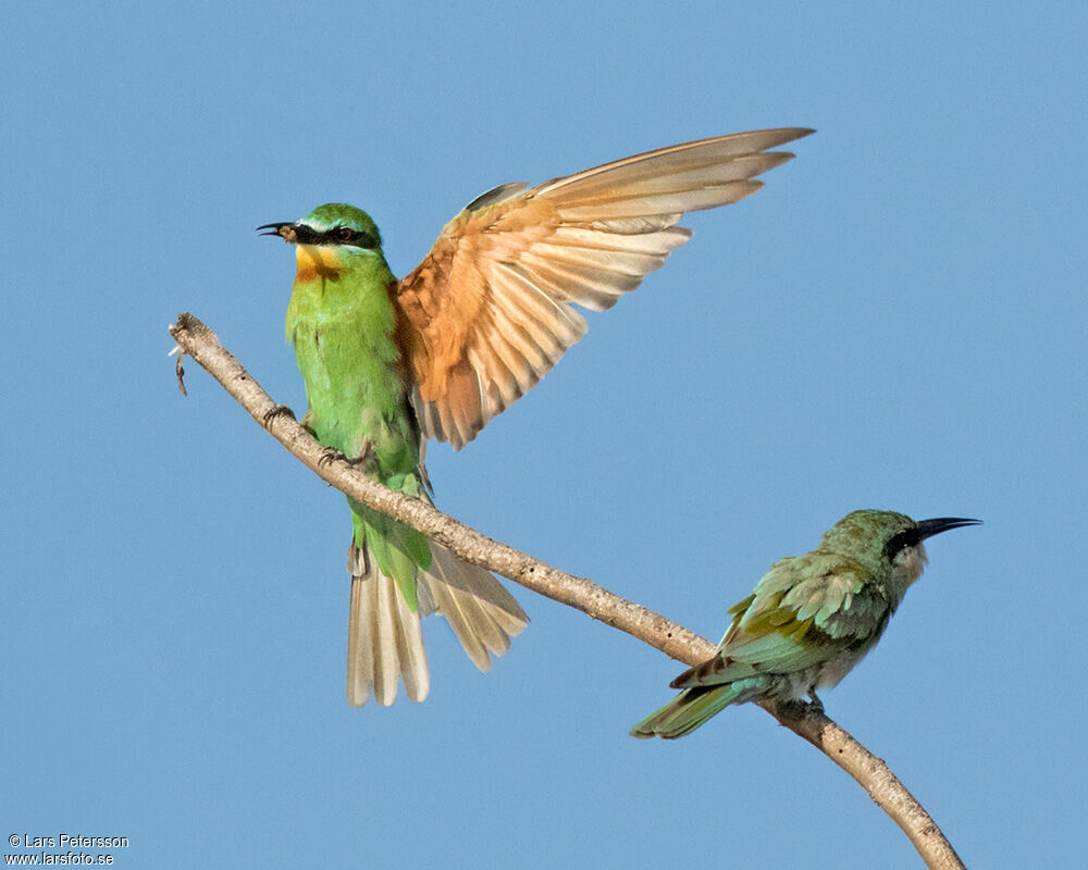 Blue-cheeked Bee-eater
