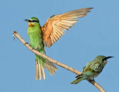 Blue-cheeked Bee-eater