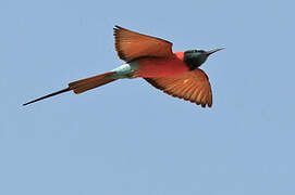 Northern Carmine Bee-eater