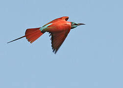 Northern Carmine Bee-eater