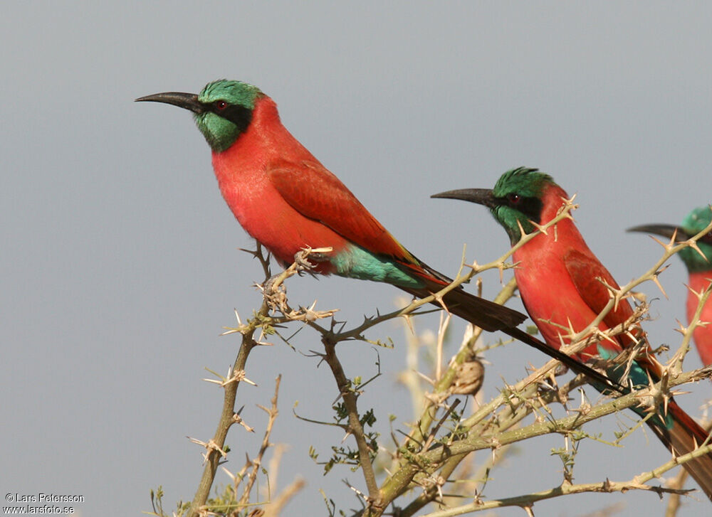 Northern Carmine Bee-eater